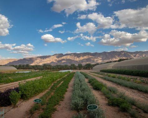 Elifaz Desert Experience Holiday ภายนอก รูปภาพ